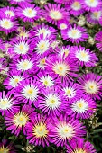 DELOSPERMUM SUNTROPICS PURPLE