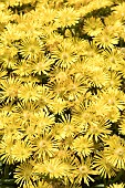 DELOSPERMUM SUNTROPICS YELLOW