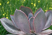 ECHEVERIA AFTERGLOW