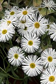 ERIGERON SOMMERNEUSCHNEE