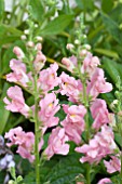 ANTIRRHINUM LIBERTY LIGHT PINK