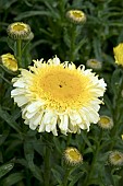 LEUCANTHEMUM REAL CHARMER