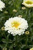 LEUCANTHEMUM REAL SNOWBALL