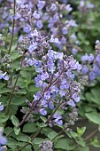 NEPETA FAASSENII PURRSIAN BLUE