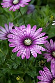 OSTEOSPERMUM ERATO PURPLE STRIPE