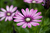 OSTEOSPERMUM ERATO PURPLE STRIPE