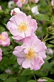 ROSA LAKELAND, ROSA HARSPIRAL