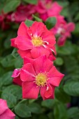 ROSA SUMMER SWEETHEART, ROSA HARQUASAR