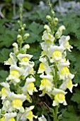 ANTIRRHINUM LIBERTY YELLOW