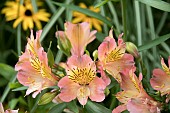 ALSTROEMERIA SUMMER RELIEVE