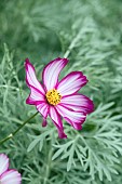 COSMOS CAPRIOLA