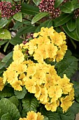 PRIMULA ELPIRO YELLOW