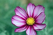 COSMOS BIPPINATUS CAPRIOLA