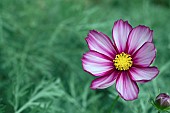 COSMOS BIPPINATUS CAPRIOLA