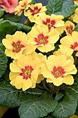 PRIMULA JUPITER YELLOW WITH RED EYE