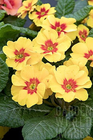 PRIMULA_JUPITER_YELLOW_WITH_RED_EYE
