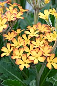 PRIMULA OAK LEAF YELLOW PICOTEE