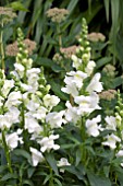 ANTIRRHINUM SONNET WHITE