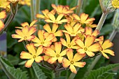 PRIMULA OAK LEAF YELLOW PICOTEE