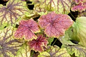 HEUCHERA RED LIGHTNING