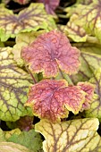 HEUCHERA RED LIGHTNING