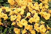 ERYSIMUM WINTER POWER