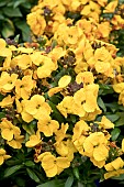 ERYSIMUM WINTER POWER