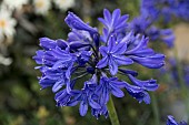 AGAPANTHUS STARRY NIGHTS