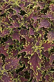 COLEUS SUNFIGHTER LIMEWIRE,