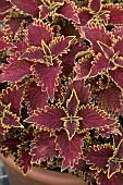 COLEUS VULCAN