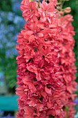 DELPHINIUM SALMON RED