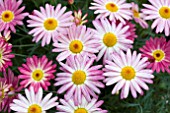 ARGYRANTHEMUM LARITA BANANA SPLIT