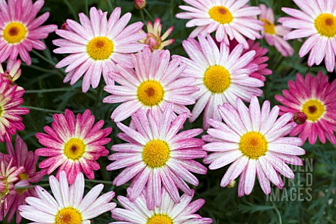 ARGYRANTHEMUM_LARITA_BANANA_SPLIT