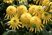 ECHINACEA SUN DAYS LEMON