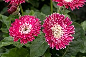 GERBERA GARVINEA MAJESTIC BURGUNDY