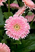 GERBERA GARVINEA MAJESTIC LIGHT PINK