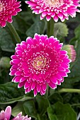 GERBERA GARVINEA MAJESTIC PURPLE