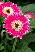 GERBERA GARVINEA SWEET SPICE