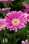 GERBERA GARVINEA SWEET SURPRISE