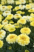 LEUCANTHEMUM REAL GOLDCUP