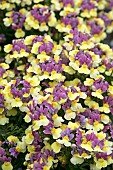 NEMESIA LADY LUCY