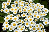 ARGYRANTHEMUM DANA WHITE