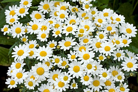 ARGYRANTHEMUM_DANA_WHITE