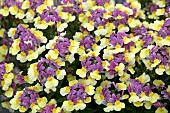 NEMESIA LADY LUCY