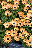 OSTEOSPERMUM SERENITY SUNSHINE BEAUTY