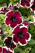 PETUNIA GOTUNIA FRENCH KISS