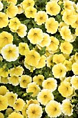 PETUNIA BEES KNEES