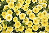 PETUNIA BEES KNEES