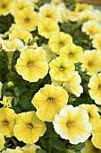 PETUNIA BEES KNEES