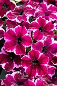 PETUNIA GOTUNIA COSMIC PINK